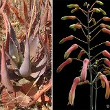 Aloe chabaudii (South Africa)